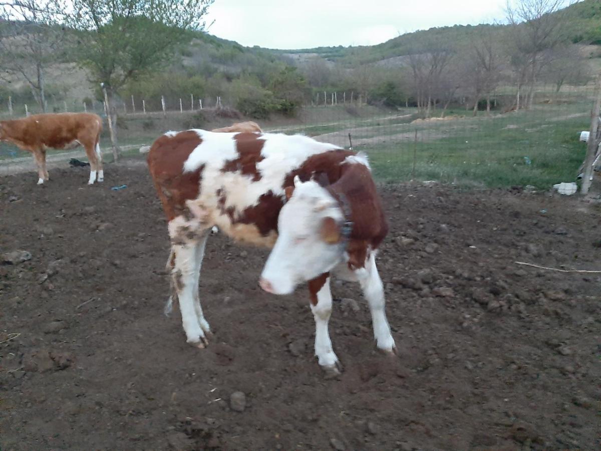 Pensiunea Agroturistica Green Odoba Satuc Luaran gambar